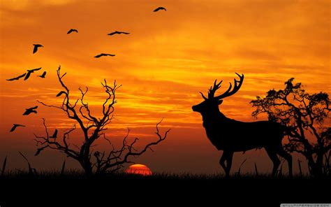 Stag Forest Background Hd Wallpaper Wild Animal Wallpaper Animal