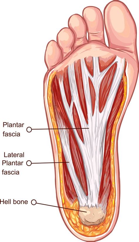 Plantar Foot Tendon Anatomy