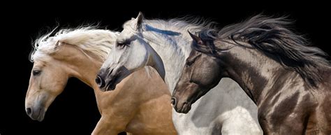 Horses Portrait In Motion Stock Photo Download Image Now Istock