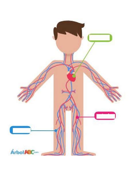 Ficha De Sistema Circulatorio Sistema Circulatorio Sistema Porn Sex