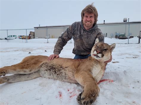 Rare Sighting Of Mountain Lion Culminates In Successful Hunt Dunseith