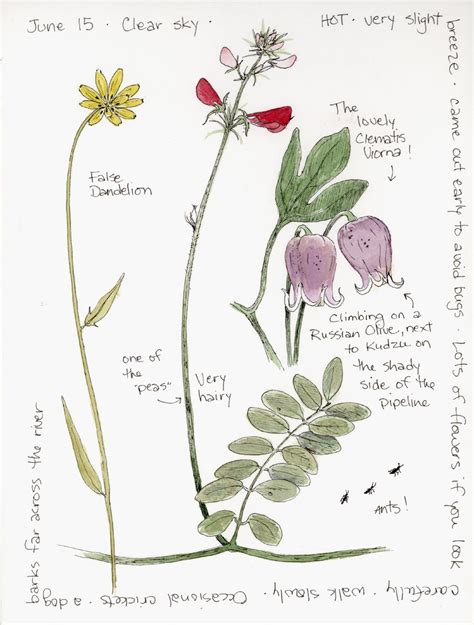 nature field journal - Google Search | Nature sketch, Nature journal, Nature drawing