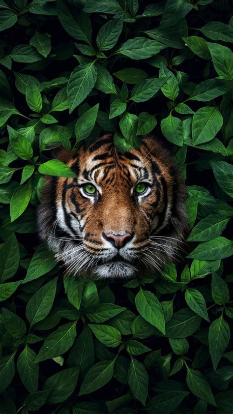 Angry Tiger Eyes Wallpapers Wallpaper Cave 133
