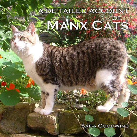 A Detailed Account Of Manx Cats