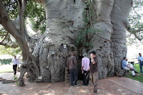 Sunland Baobab Step Inside Baobab Pub Tree Bar In South Africa Amazing Cool Pictures Most