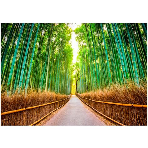 Fototapete Bamboo Forest Wald And Bäume Landschaften Fototapeten