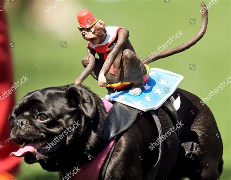 Pug Dog Has Small Monkeydoll Jockey Editorial Stock Photo Stock Image