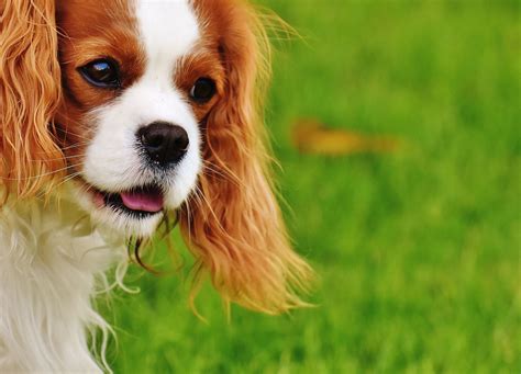 Image chiens-7 : Image libre : chiot, race, chien, canin