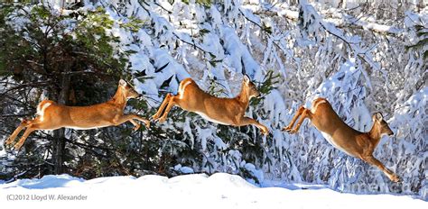 Deer Jump Photograph By Lloyd Alexander
