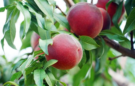 Peach Fruit Tree Varieties Anfic