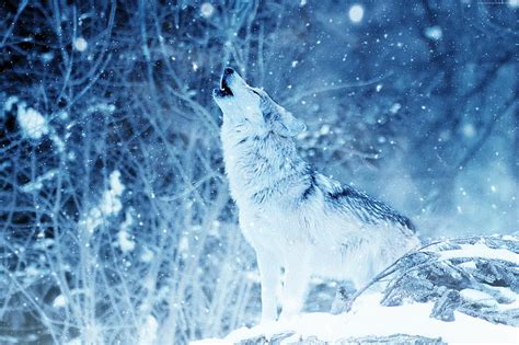 Hd Wallpaper Snow 4k Wolf Winter Wallpaper Flare