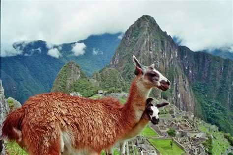 Lama Von Machu Picchu Foto And Bild South America Peru World Bilder