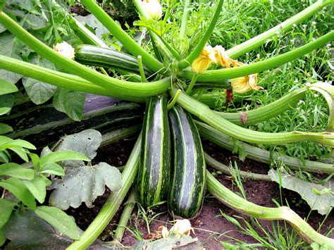 Add the zucchini noodles and cook until the noodles are crisp tender, 1 to 2 minutes. How to grow Zucchini in containers | Growing Zucchini ...