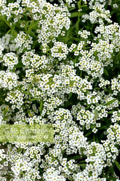 Lobularia Maritima Stock Photo By Thomas Alamy Image 0424388