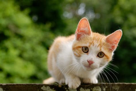 Two genes, inhibitor and wideband, modify how the smoke and silver tabby cats. Free Kitty Spay & Neuter Offered in Norfolk