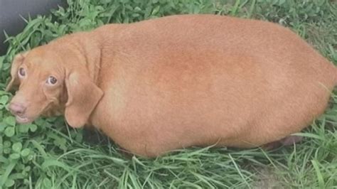 Look At The Obese Dachshund That Lost 43 Pounds Abc News