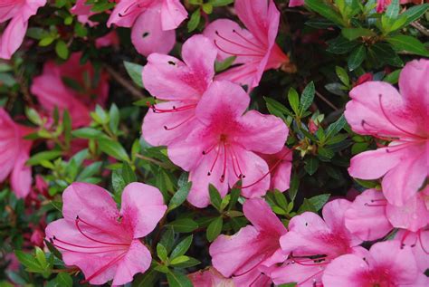 Azalea is also a model represented by wilhelmina models, being announced the new face of levi jeans in late 2012. Azalea 'Chinzan' - Nurseries Caroliniana