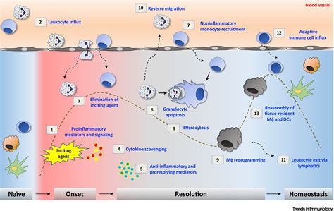 Mediators Of The Resolution Of The Inflammatory Response Trends In