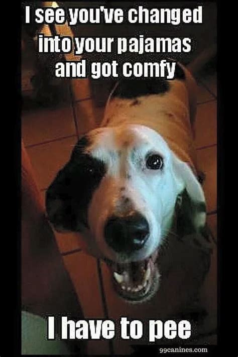 Funny Dog Have To Pee Meme Funny Dog Fails Funny Labs