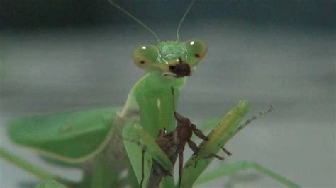 Praying Mantis Eats Fly Mantis Eye Youtube