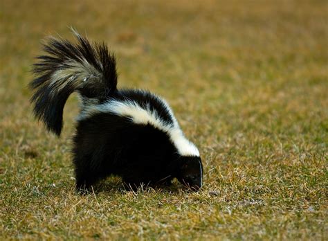 Skunk Mating Season And Skunk Birthing Season Catseye Pest Control
