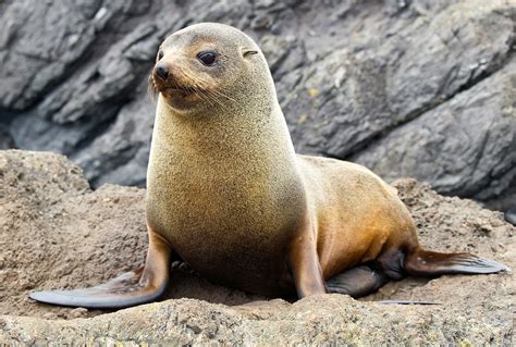 New Zealand Fur Seal Marine Guide Training