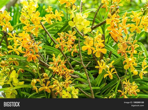 Yellow Orchid Flower Image And Photo Free Trial Bigstock