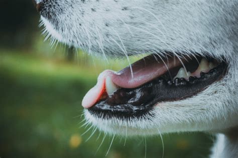 Dog Mouth Pictures Download Free Images On Unsplash
