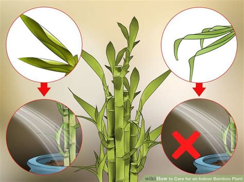 All you need to do is to make sure that there's. How To Take Care Of Lucky Bamboo In Rocks
