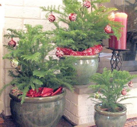 Flower Pot Christmas Tree Local Landscapes Decorating Ting With