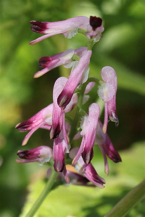 Fumaria Muralis Common Ramping Fumitory Anglesey UK A Flickr