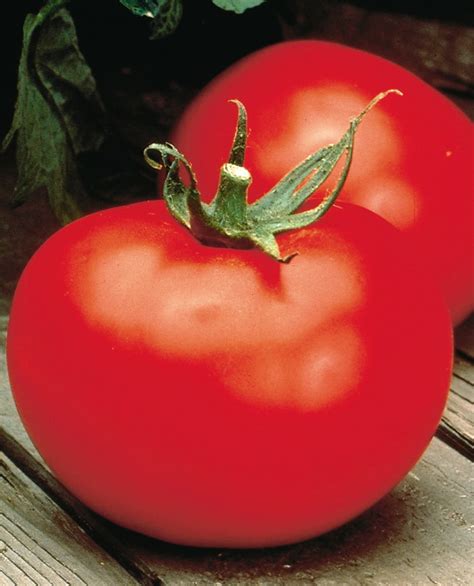 Best Bush Tomato Plant One Of The Best 4 Pot