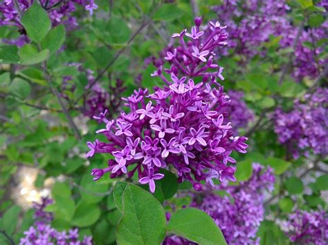 Syringa Lilac Bloomerang Dark Purple 3 Gal