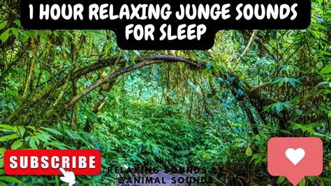 Incredible Jungle Sounds Exotic Birds Singing In Tropical Jungle 1