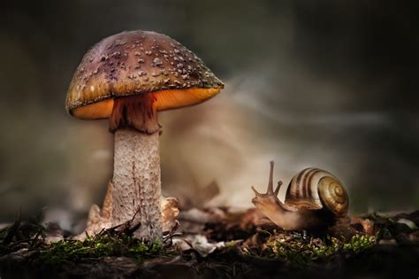 Wallpaper Forest Nature Hdr Snail Fungus Autumn Fauna Close Up