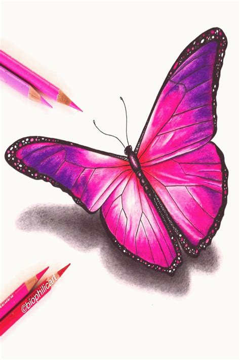 Picture of a pink butterfly drawn using colored pencils Butterfly