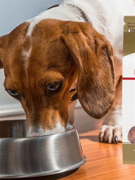 Vets Top Recommended Brand Of Food For Dachshunds Sweet Dachshunds