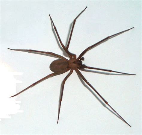 Watch Out The Brown Recluse Spider Brown Recluse Spider Brown