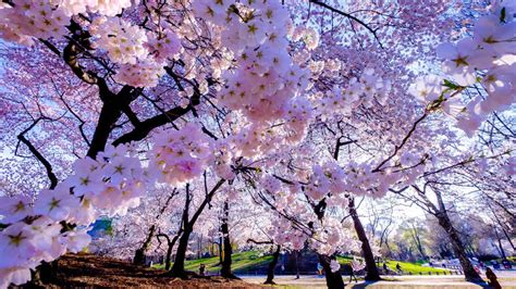 Download Spring Cherry Blossoms Desktop Wallpaper