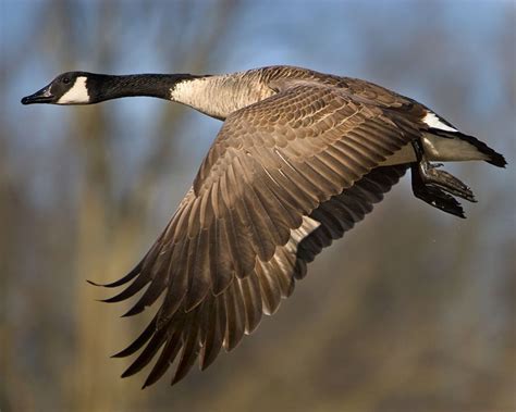 Canada Goose In Flight In 2020 With Images Geese