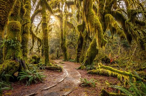 Hoh Rain Forest Olympic Nationalpark Washington Fdm Travel