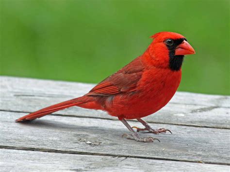 Meaning Of Red Cardinal At Window Have You Seen One