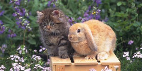 Cat And Rabbit Friends Cat Meme Stock Pictures And Photos