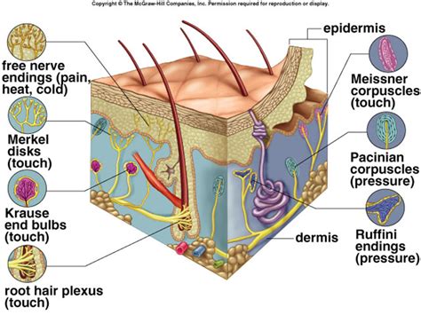 Dermis And Sensory Receptors Diagram Quizlet