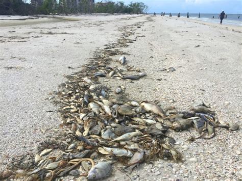 Red Tide Information Guide Signs Symptoms And Risks American Oceans