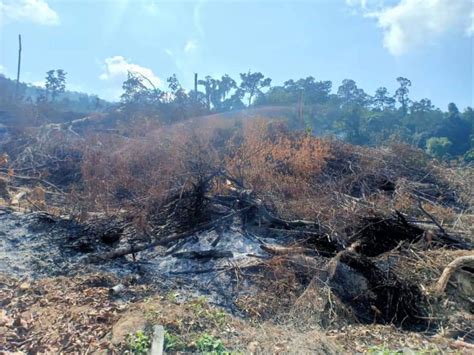 Penebangan hutan menyebabkan berlakunya peningkatan suhu kawasan setempat kerana tiada lapisan kanopi yang menghalang pancaran. ADUN Kuala Sentul Sedih Dengan Aktiviti Pencerobohan Hutan ...