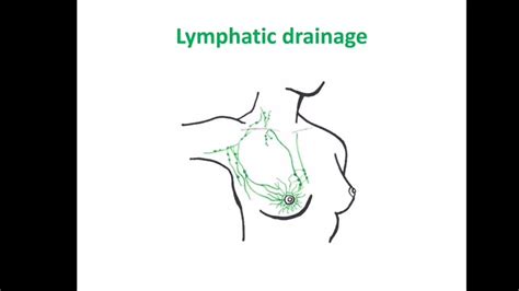Lymphatic Drainage Of Breast Youtube