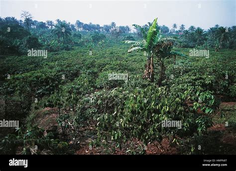Coffee Plantation Coffea Robusta Cameroon Stock Photo Alamy