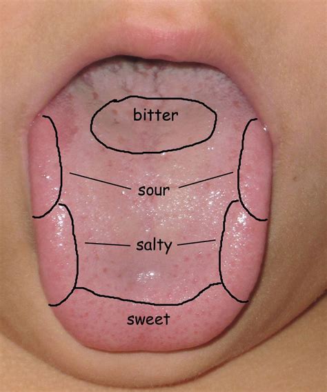 Sense Of Taste Tongue Map Science For Kids Inflamed Taste Buds
