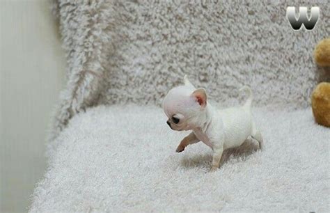 White Teacup Chihuahua Fluffy Pets Lovers